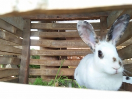 Ternak kelinci dalam kandang (Dokumentasi pribadi)