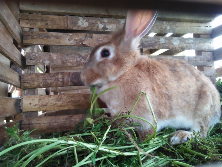 Ternak kelinci sedang melahap pakan dari hasil sampingan pertanian wortel - Dokumentasi pribadi