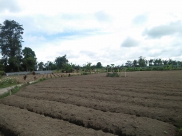 Lahan yang baru disiapkan untuk menanam wortel (Dokumentasi pribadi)