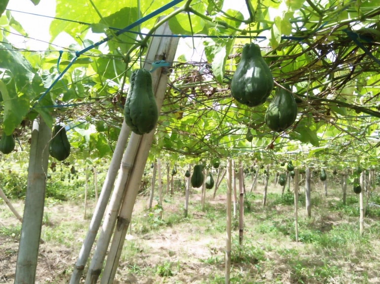 Tanaman jipang di ladang warga desa (Dokumentasi pribadi)