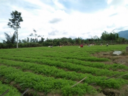 Buruh tani yang sedang menyiangi tanaman wortel (Dokumentasi pribadi)