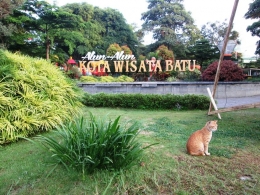 Seekor kucing berada di kompleks alun-alun wisata Batu  (dokpri)