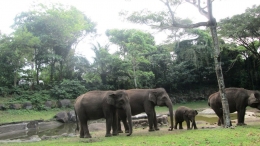 Sekawanan gajah dan anaknya (dokpri)