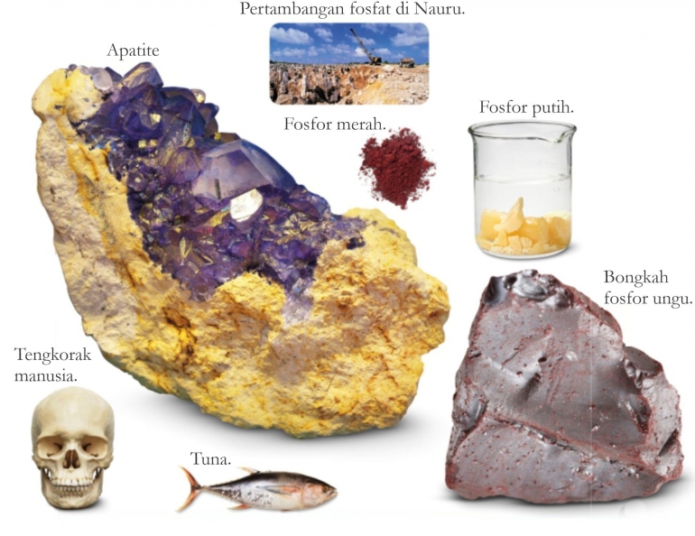 Berbagai sumber Fosfor. Diadaptasi dari: buku Periodic Table Book - A Visual Encyclopedia, hlm. 158-159.