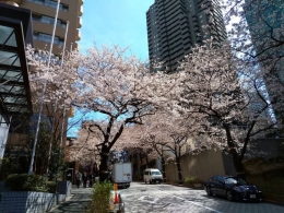 Perkantoran di Akasaka saat musim sakura (dokumentasi pribadi)
