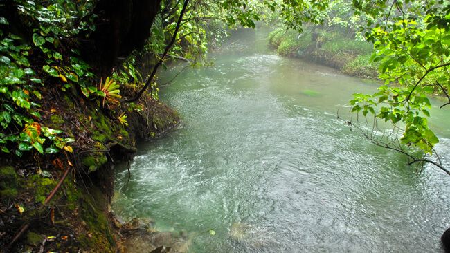 Hutan hujan lebat di Kosta Rika. Sumber: https://www.vacationscostarica.com/travel-guide/rainforests/