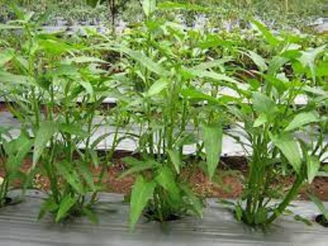 tanaman kangkung ( cinta tani.com )