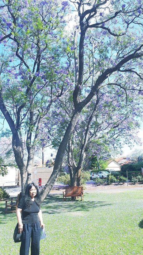 berfoto dengan latar belakang pohon Jakaranda(dok pribadi)