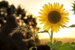 Bunga matahari di taman | foto: pixabay/mploscar—