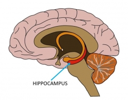 Ilustrasi: https://www.neuroscientificallychallenged.com/blog/2014/5/23/know-your-brain-hippocampus