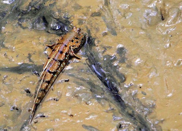 Ikan timpakul penghuni lumpur (Dokumentasi pribadi)