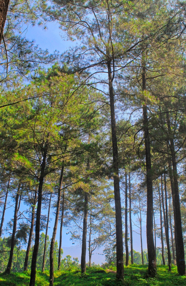 Hutan Pinus Limpakuwus, dokumen pribadi