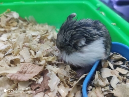 Salah satu hamster peliharaan saya, sumber: dokumentasi pribadi