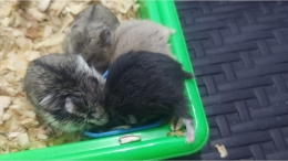 Para hamster sedang lahap makan, sumber: dokumentasi pribadi