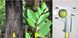 Diospyros philosanthera Blanco, Family Ebenaceae (Dok : J. Kinho, 2013)
