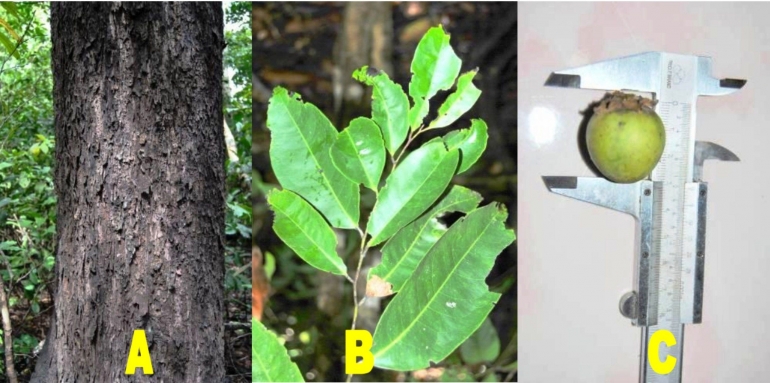 Diospyros philosanthera Blanco, Family Ebenaceae (Dok : J. Kinho, 2013)