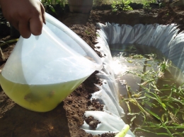 Menabur bibit ikan nila ke dalam kolam tampungan air hujan | Dokumentasi Pribadi