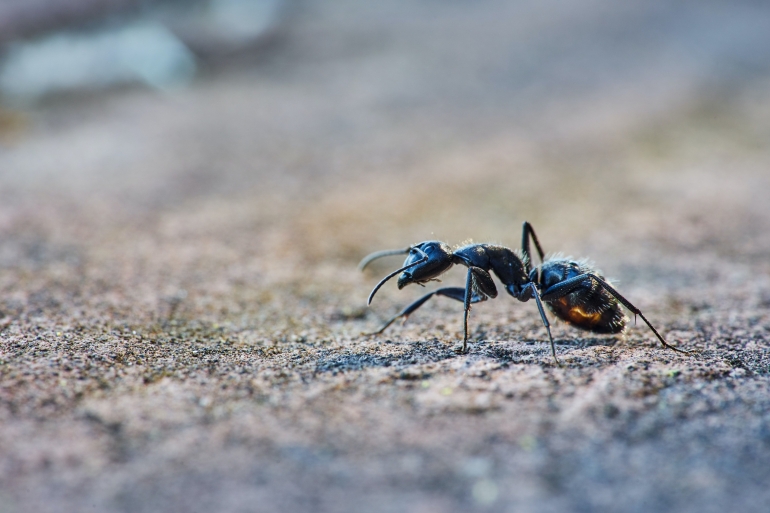 Siapa yang tak kenal hewan satu ini, semut? | Sumber gambar: Wolfgang Hasselmann on Unsplash   