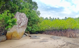Ilustrasi hutan bakau di Pantai Batu Dinding. (Dokumentasi Pribadi)