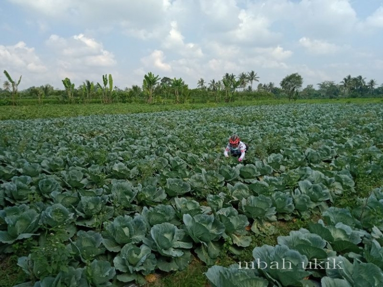 Sekali pun kubis sayur yang rapat obat cair pertanian dan ulat bisa masuk di sela-selanya. Dokpri