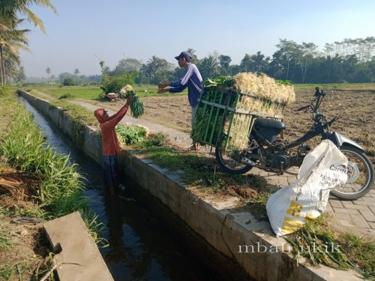 Mencuci dan membasahi sayur di parit. Dokpri