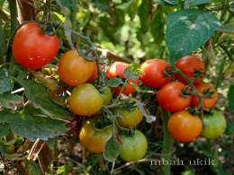 Tomat dengan tanda adanya sisa-sisa pupuk atau pestisida yang masih menempel. Dokpri