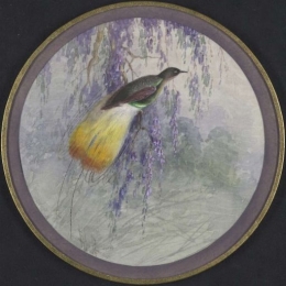 Cenderawasih Mati Kawat (Seleucidis melanoleuca). Circa 1917. Media kain, mousseline.(Sumber : National Library of Australia, nla.cat-vn214297)