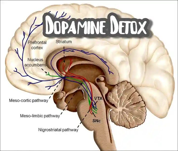 Ilustrasi proses dopamine detox | sumber gambar : ideasbehind.com