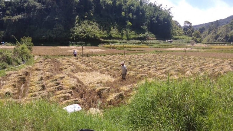 Tumpukan hasil panen padi di lahan sawah, desa Serdang, Kec. Barusjahe, Kab. Karo (Dokumentasi Pribadi)