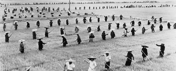 Di bawah kepemimpinan Mao, kepemilikan tanah diambil alih oleh negara yang menjadikan tidak ada petani, entah miskin ataupun kaya, yang memiliki tanah sejengkalpun. Sumber gambar: laurenream.github.io/cultural revolution