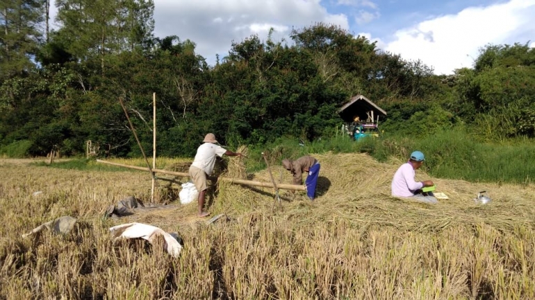 Pegangan dari bambu untuk keseimbangan badan saat perontokan pada panen padi (Dokumentasi Pribadi)