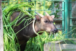 Anoa, Si Kerbau Cebol yang Nyaris Punah (foto: ABC Manado)