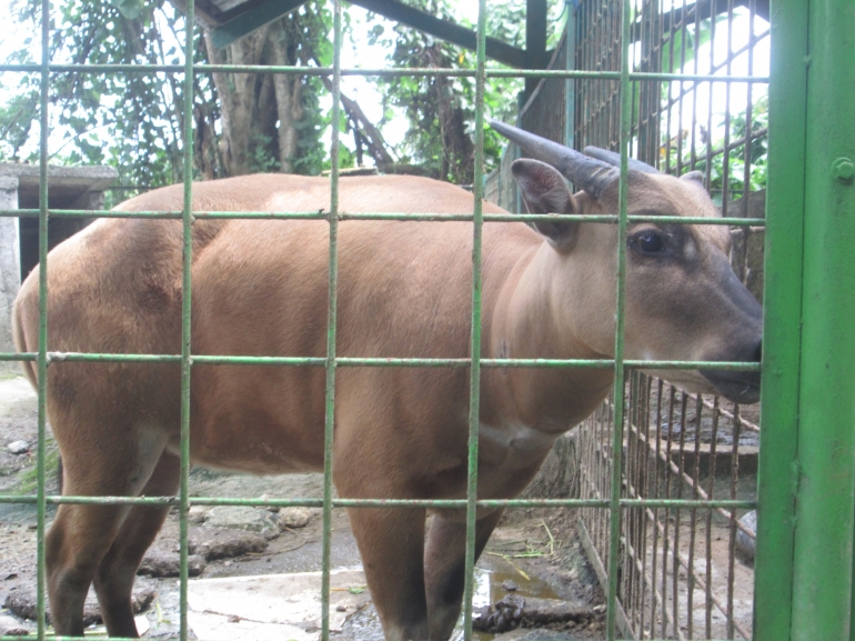 Anara, Anoa Betina Hasil Penangkaran ABC Manado (Dokpri)