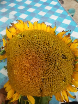 Bunga matahari (Dokpri) 