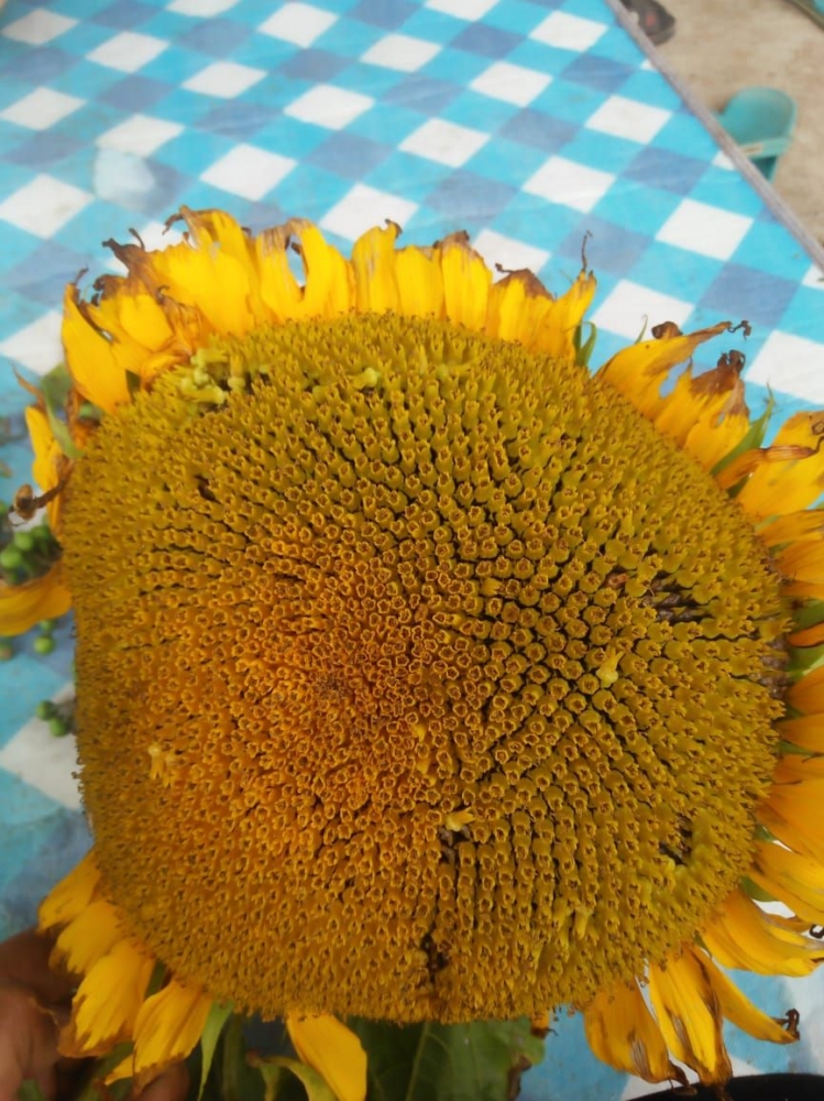 Biji bunga matahari hasil dari proses pemipilan(Dokpri)