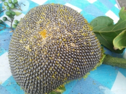 Biji bunga matahari (Dokpri) 
