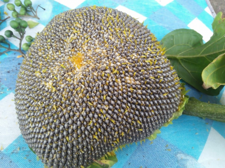 Biji bunga matahari hasil dari proses pemipilan(Dokpri)