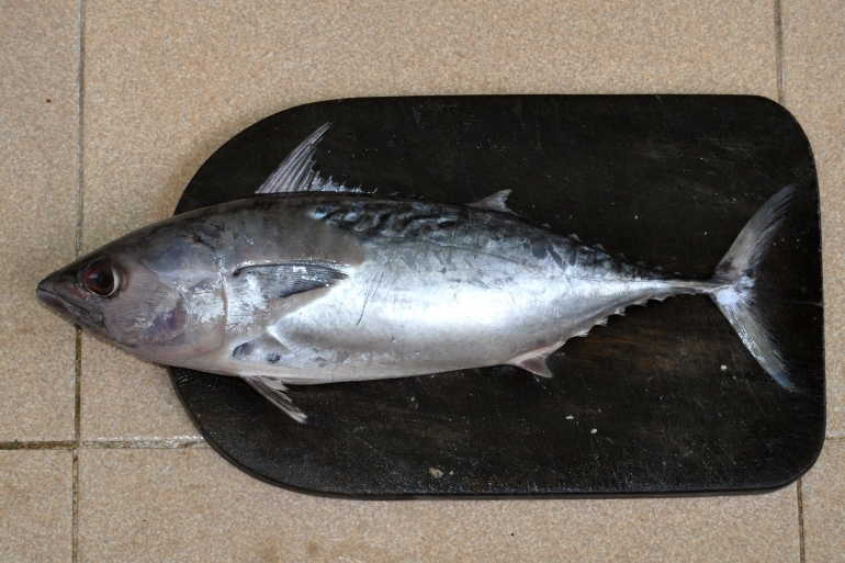 Ikan tongkol (sumber gambar: kurio.id)