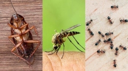 Kecoa, nyamuk, dan semut (Sumber : belitung.tribunnews.com)