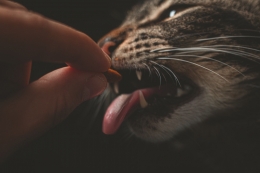 Memberikan imbalan kudapankepada kucing (Foto oleh Lucas Pezeta dari Pexels)