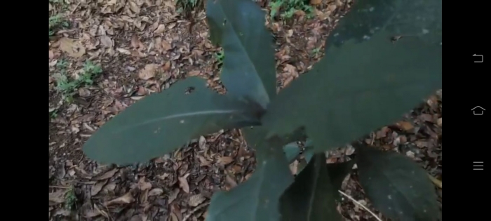 Dok: screenshot youtube Irawan Abidin