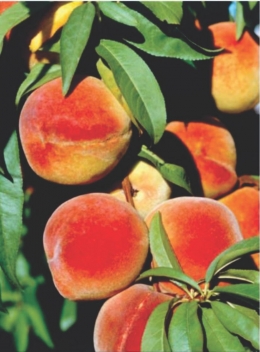 Persik (Prunus persica) matang di pohon. Persik adalah sumber yang baik dari Selenium, vitamin C dan beta-karoten, prekursor vitamin A. Sumber: buku How It Works - Book of the Elements, hlm. 141.