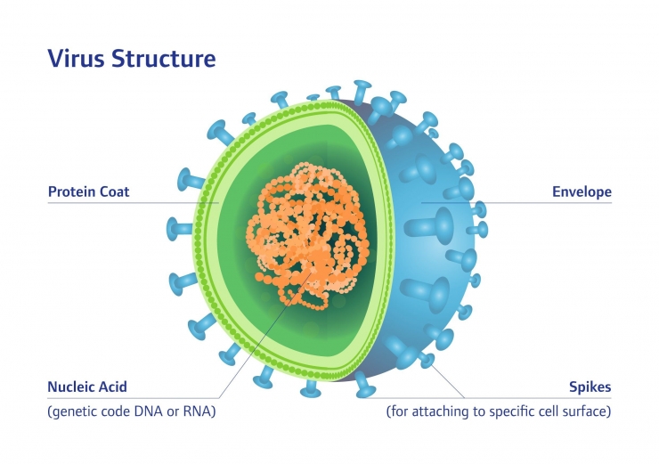 Struktur virus (sanitized.com)