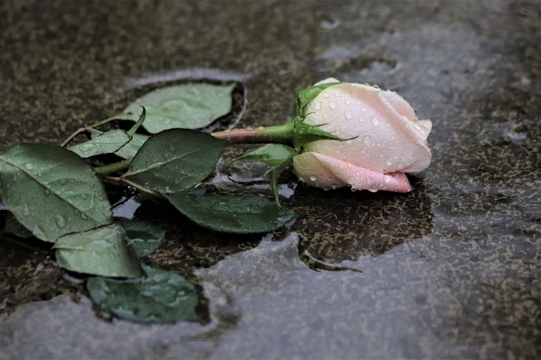 Ilustrasi mawar gugur dalam hujan oleh GoranH dari pixabay.com