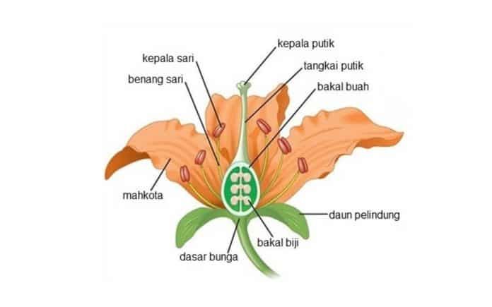 Bagian-bagian yang terdapat pada bunga, yang biasa diajarkan di ruang-ruang kelas. Sumber: kependidikan.com