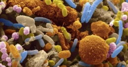 Komunitas mikroba. (www.healththoroughfare.com)