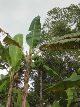 Pohon pisang/Foto Fatmi Sunarya