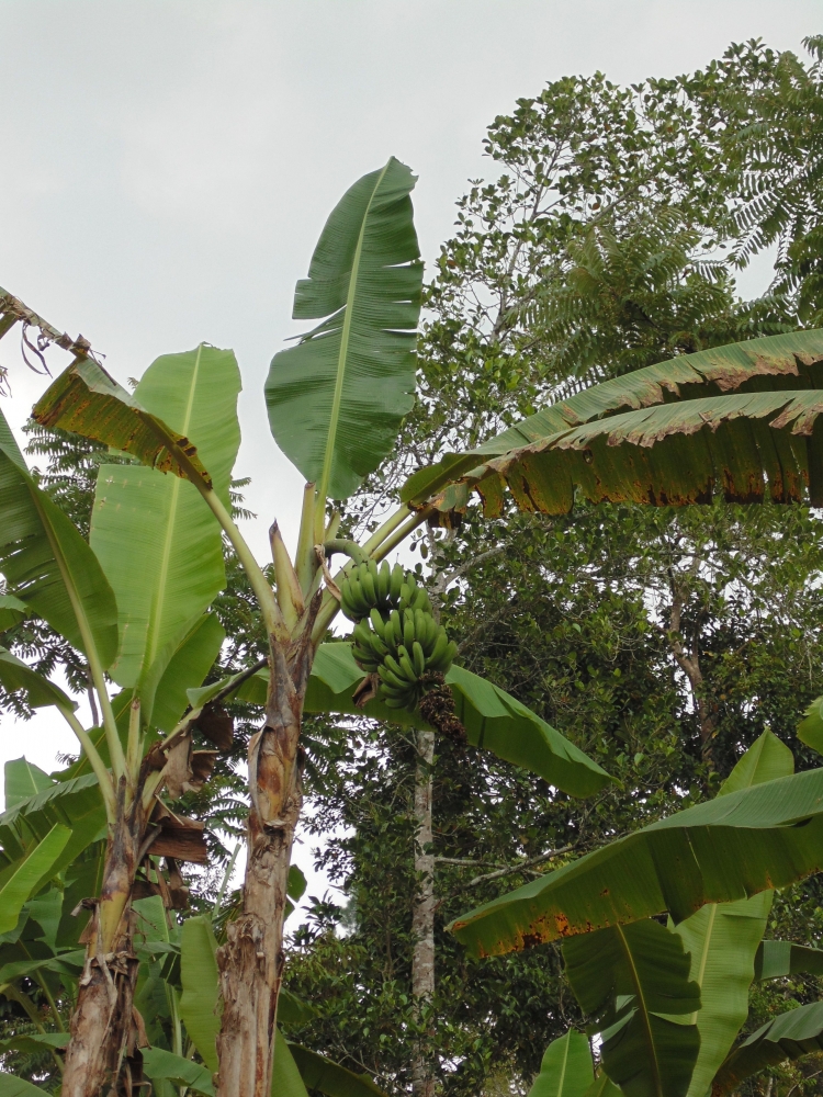 Pohon pisang/Foto Fatmi Sunarya