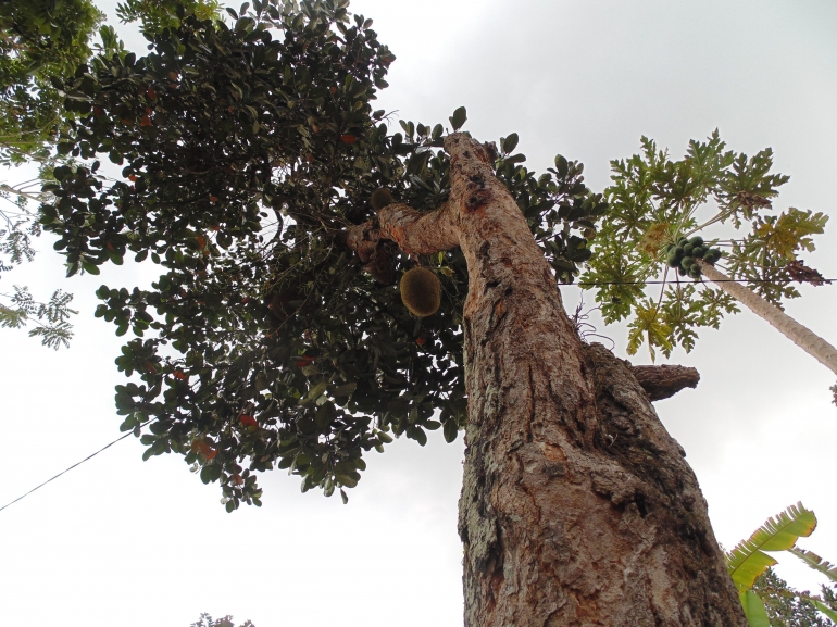 Pohon nangka tua/Foto Fatmi Sunarya