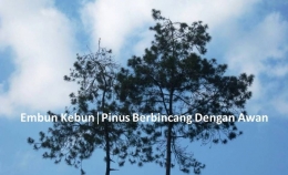 Pinus Berbincang dengan Awan (Dokumen Pribadi)